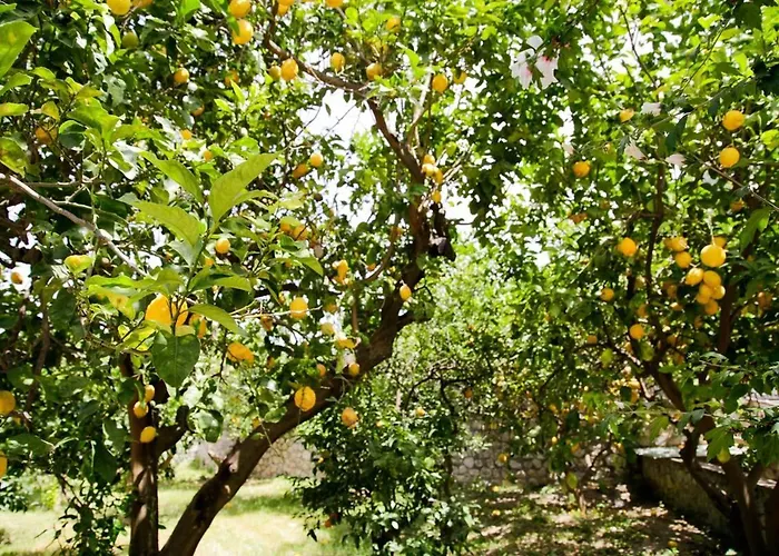 아파트 Lemon Grove, Capri *