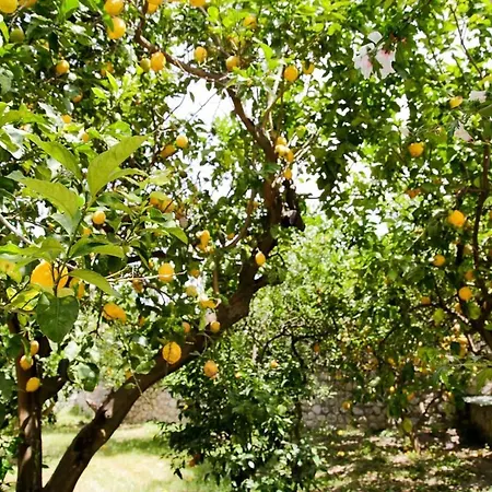 Apartamento Lemon Grove, Capri *